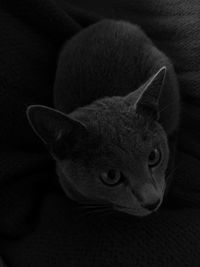 Close-up portrait of a cat looking away