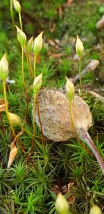 Close-up of mushrooms growing on land