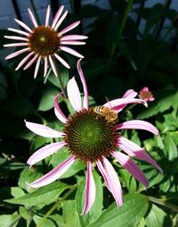 Close-up of pink flower blooming outdoors