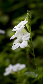 Close-up of white flower blooming outdoors