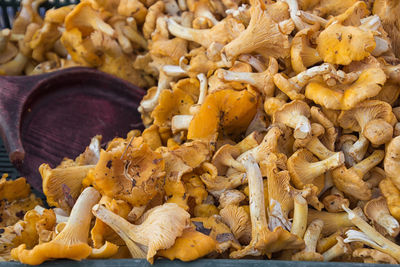 Close-up of mushrooms in market