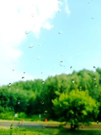 Close-up of water drops on plants