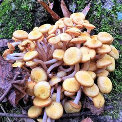 Mushrooms growing in forest