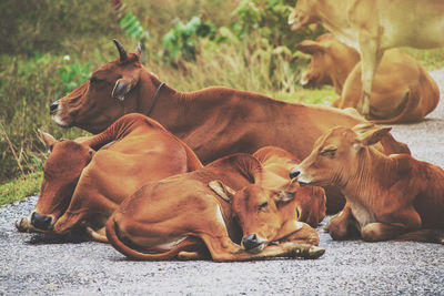 Group red cows to sleep on road