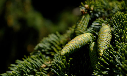 Close-up of pine cones growing on tree