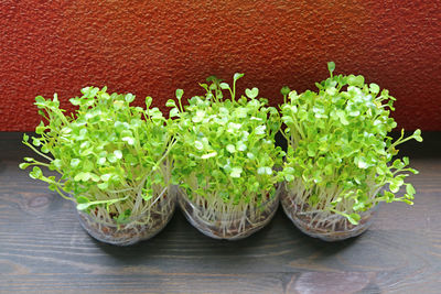 High angle view of mint leaves on table