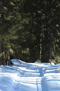 Trees on snow covered field in forest