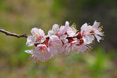 Close-up of flowers