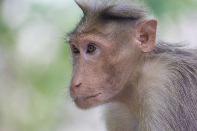 Close-up of monkey