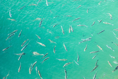 Full frame shot of fishes swimming in sea