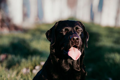 Close-up of a dog