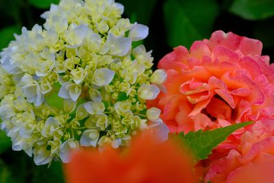 Close-up of fresh red flowering plant