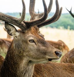 Close-up of deer