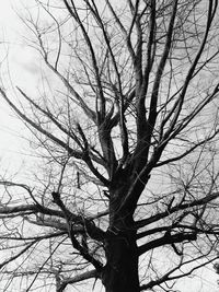 Low angle view of bare tree against sky