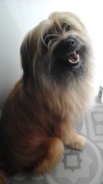 Close-up of dog