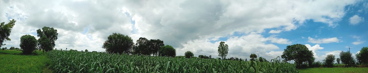 Panoramic shot of trees on field against sky