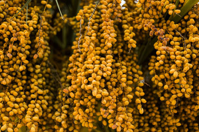 Close-up of yellow flowering plant