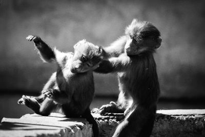 Monkeys sitting against sky