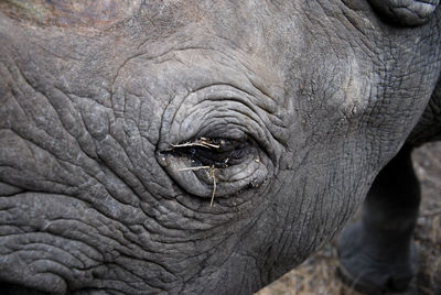 Close-up of elephant