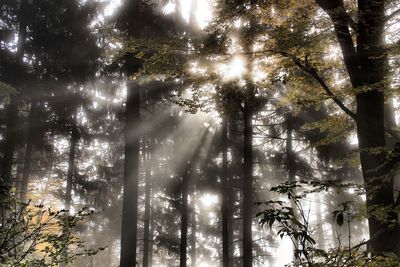 Low angle view of trees in forest