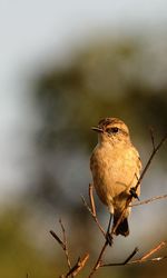 Close-up of bird perching on twig