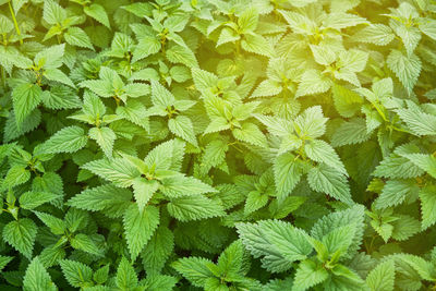 High angle view of plants