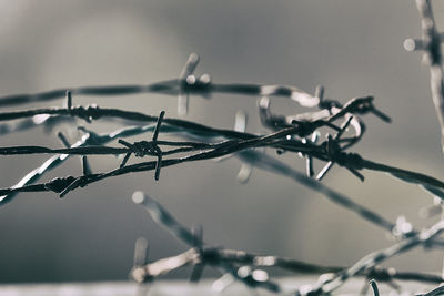 Close-up of barbed wire fence