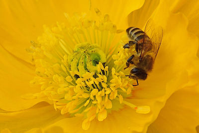 Extreme close-up of bee pollinating on yellow flower