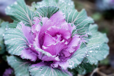 Close-up of water drops on cabbage