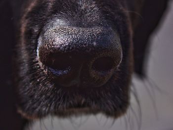 Cropped image of dog nose