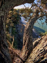 Trees growing in forest