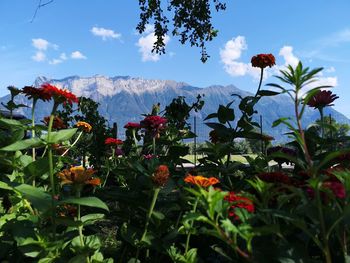 Scenic view of flowering plants against sky