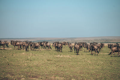 View of wildebeest on field