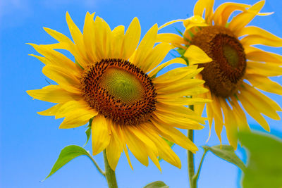 Close-up of sunflower