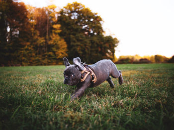 Close-up of a dog on field