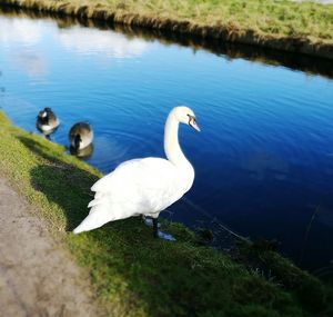 Swans swimming on lakeshore
