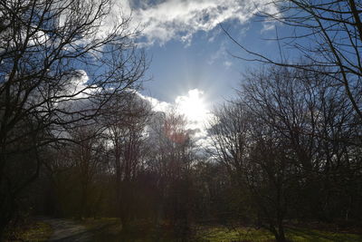 Low angle view of trees in forest against sky