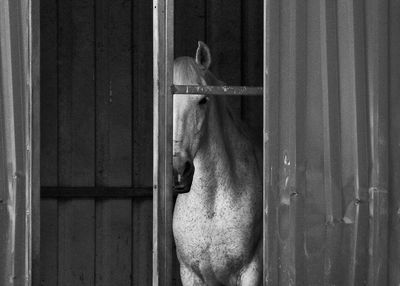 View of horse in stable