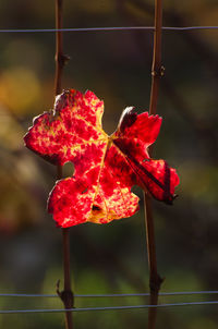 Close-up of red maple leaf during autumn