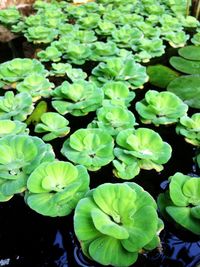 Close-up of fresh green plants in water