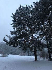 Trees on snow covered landscape