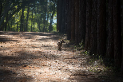 View of squirrel in forest