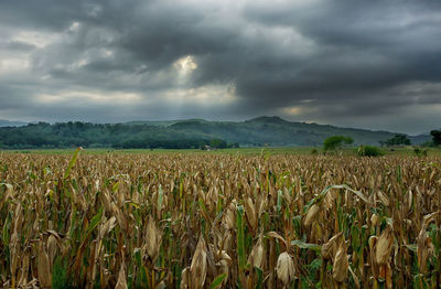 Scenic view of field against cloudy sky