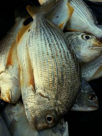 Close-up of fish for sale in market