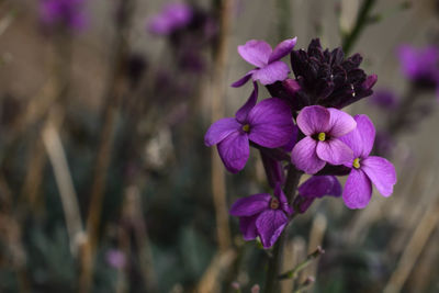 Close-up of purple flowers blooming outdoors