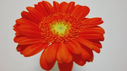 Close-up of orange flower blooming against white background