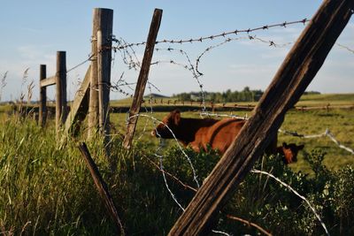 Barbed wire fence on field against sky