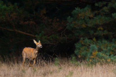 Portrait of deer on field in forest