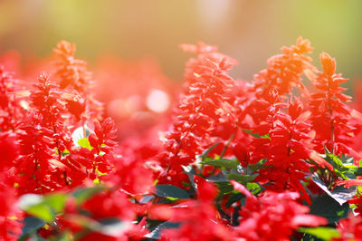 Close-up of red flowers