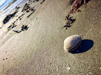 High angle view of snail on sand at beach